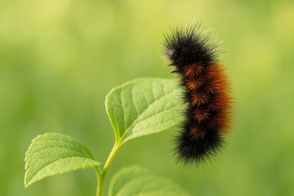 Close-up shot of a black-and-orange caterpillar in a natural garden setting.